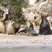 seals sun bathing on the beach