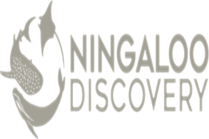 Ningaloo Discovery Whale Shark Tours