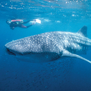 Close up encounter snorkeller and whale shark