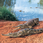 2 Crocodiles - Malcolm Douglas Crocodile Park Broome