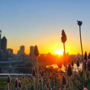 Sunset view of Perth through flowers