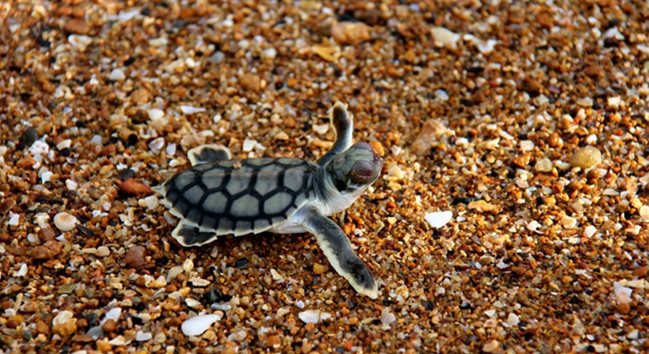 Port-Hedland-Turtle-Nesting-credit-Blackrock-Carava-Park.jpg