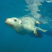 Seal swimming close to surface