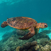 Green sea turtle swimming above coral