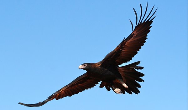 wedge-tailed-eagle-photo-credit-Kelly-Nowak.jpg