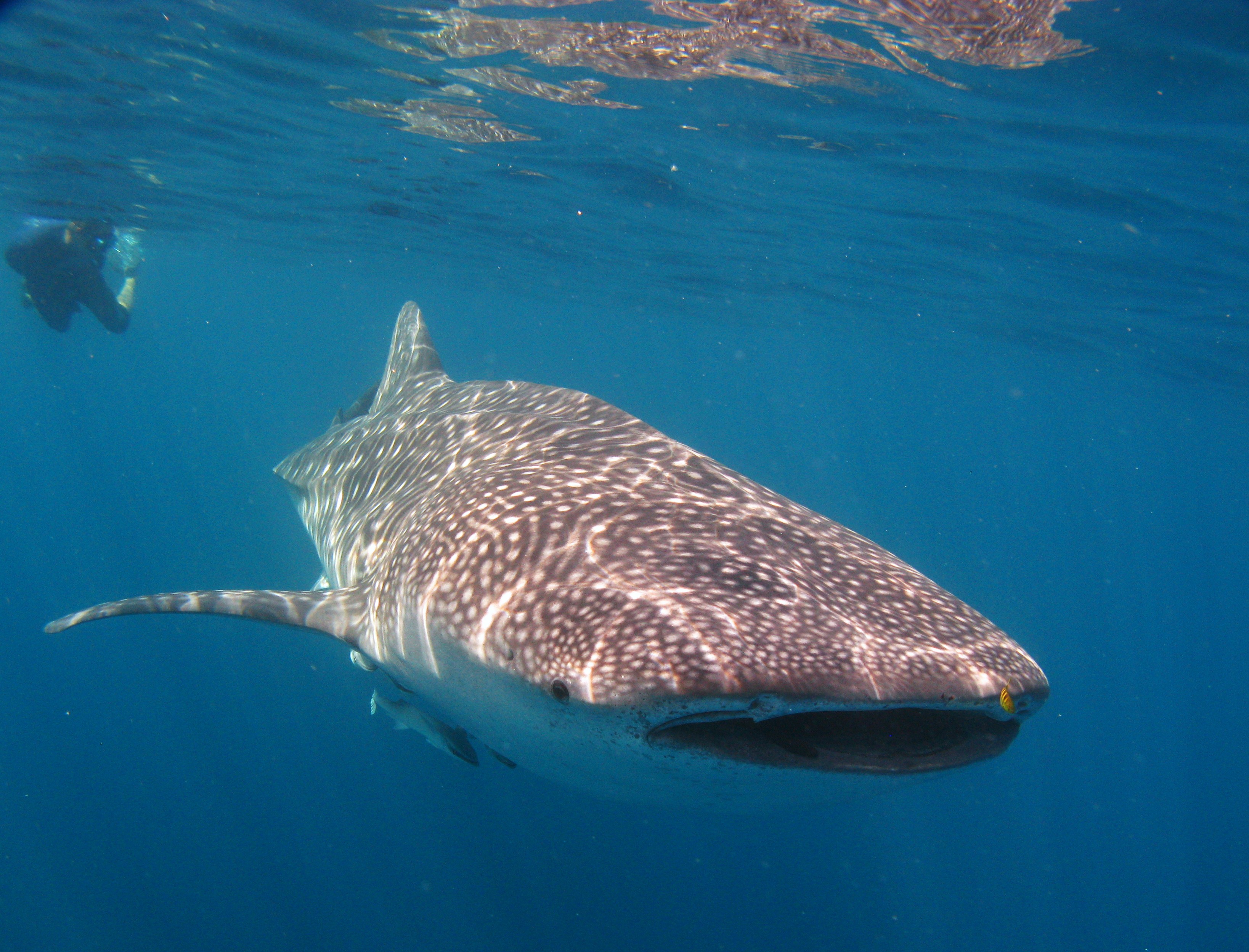 Whale shark with snorkeler in background
