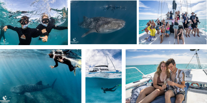 Exmouth-Whale-Sharks-Collage.png