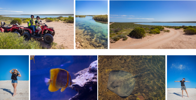 Shark-Bay-Collage-Day-5.png