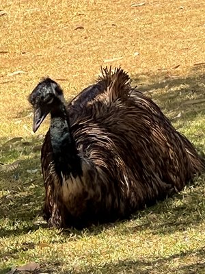 Emu-photo-credit-Grahma-Gale.jpg