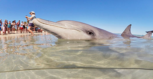 Dolphin in the water