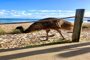 Denham-Emu-on-the-beach-Kate-Sims.jpg
