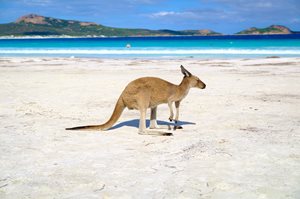 Kangaroo-on-Beach-Credit-Tourism-Western-Australia.jpg