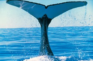Whale-Tail-Ningaloo-Marine-Park-Credit-Tourism-Western-Australia.jpg