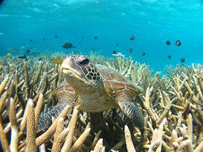 Coral-Bay-Turtle.jpg