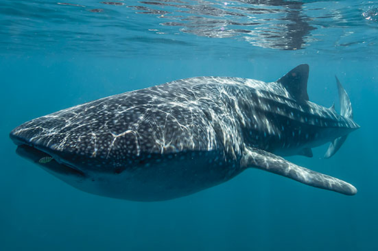 Whale-Shark-Credit-Tourism-Western-Australia.jpg