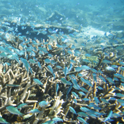 A Coral Reef WA