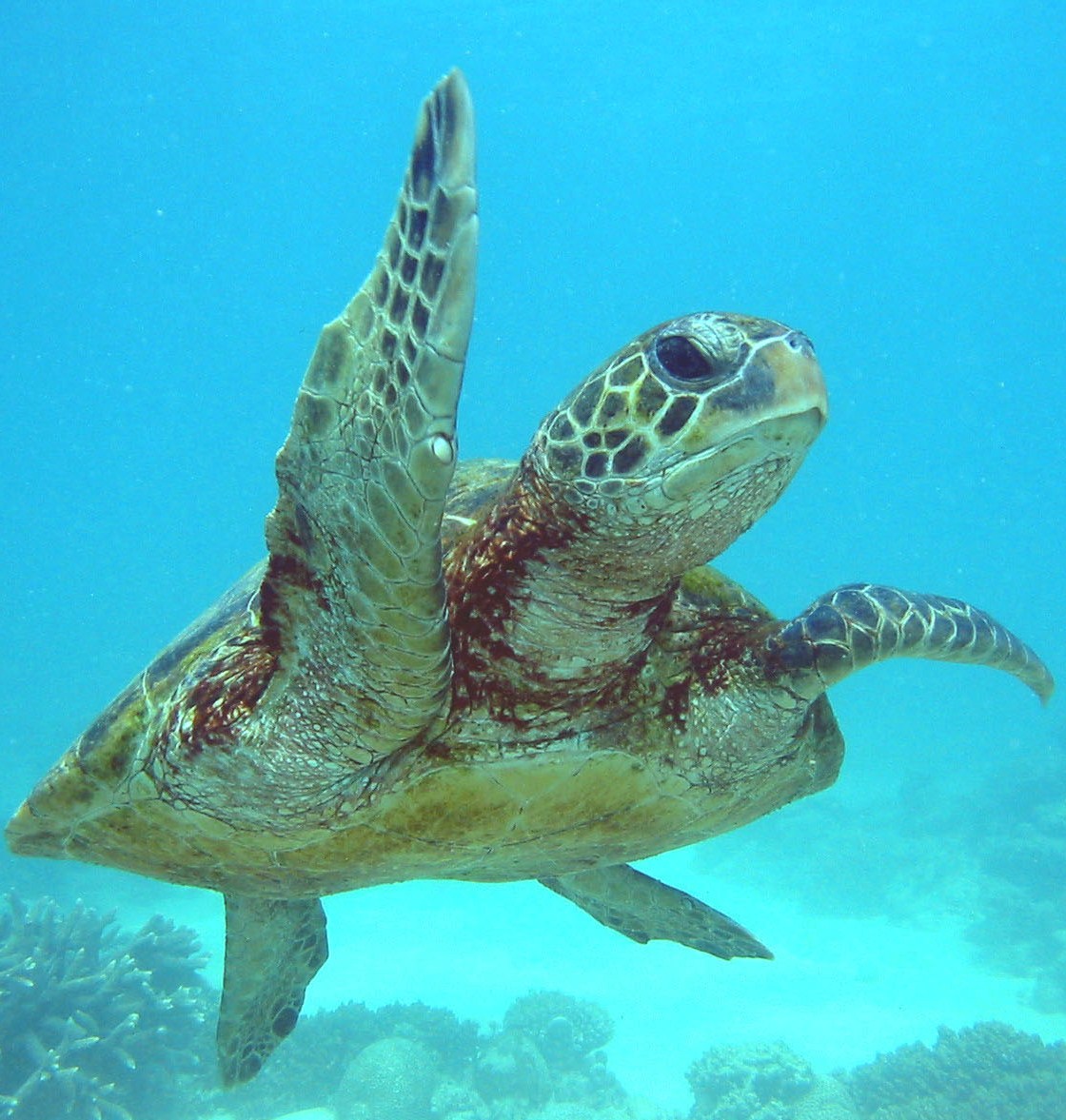Green Sea Turtle - Credit Tourism Western Australia