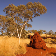 Large termite mound in Karijini National Park
