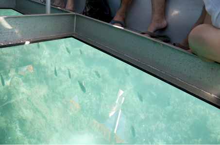 Coral and fish in glass bottom boat