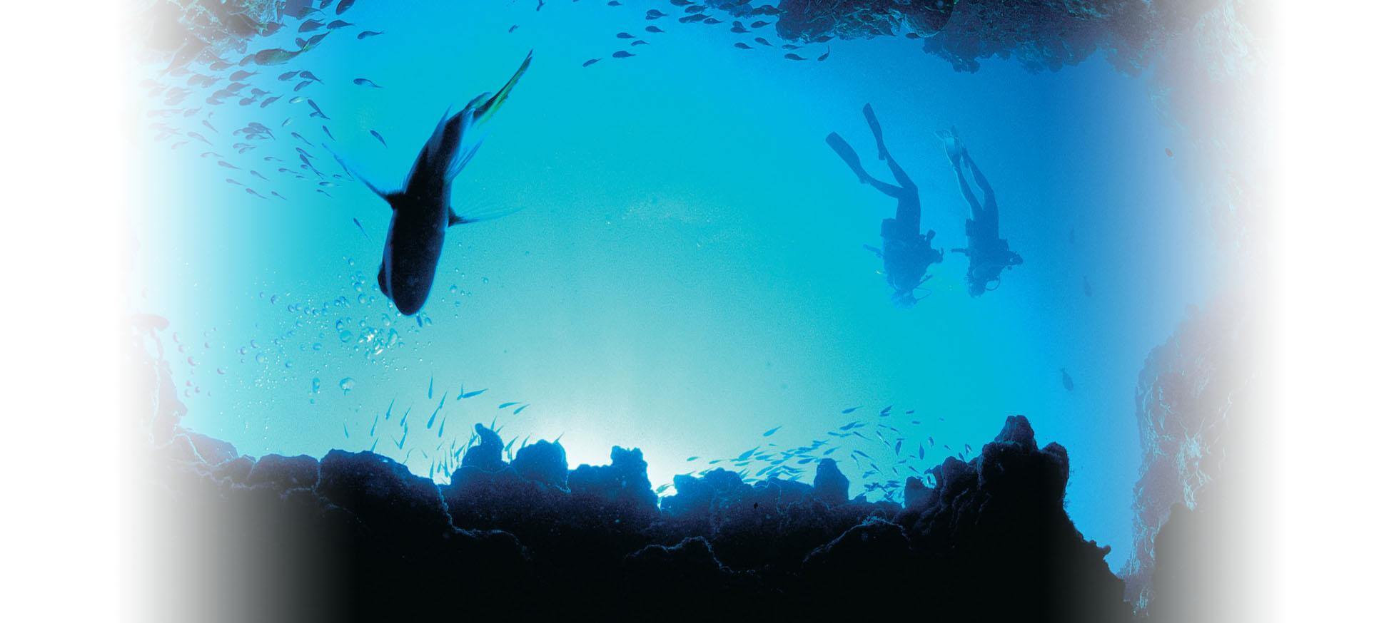 Diving in underwater world in WA